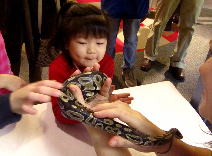 A Museum educator holding the Museum's ball-python as a little girls pets him. 