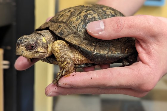 Eastern Box Turtle being held by a Caucasian man.