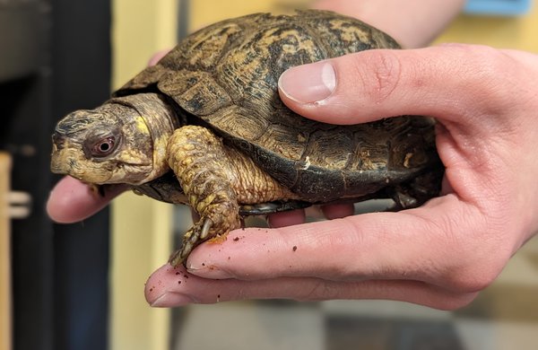 Eastern Box Turtle being held by a Caucasian man.