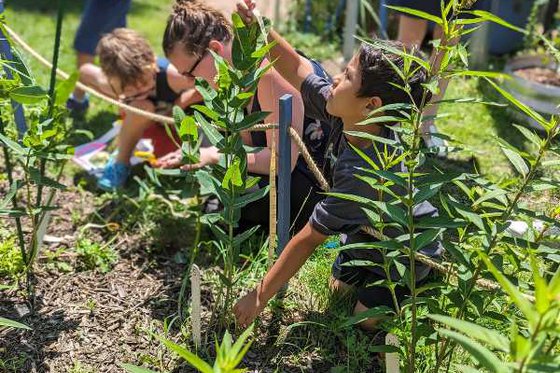 A boy crouching down in a garden bed of plants measuring milkweekds with other people crouching in the background. 