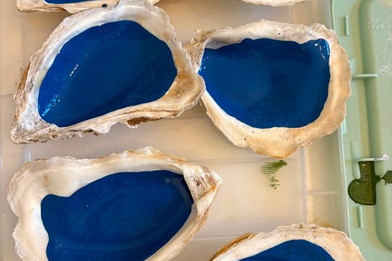 Six half oyster shells painted blue on the inside. 