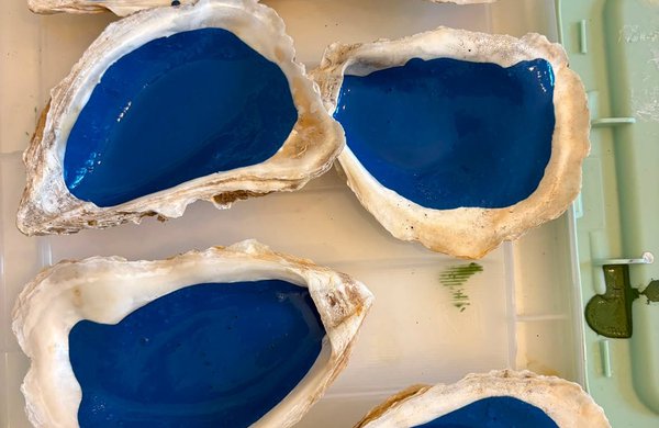 Six half oyster shells painted blue on the inside. 