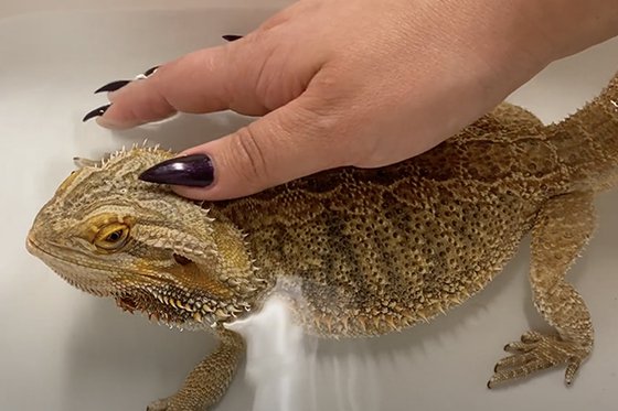 A hand touching a bearded dragon sitting in a tub of water. 