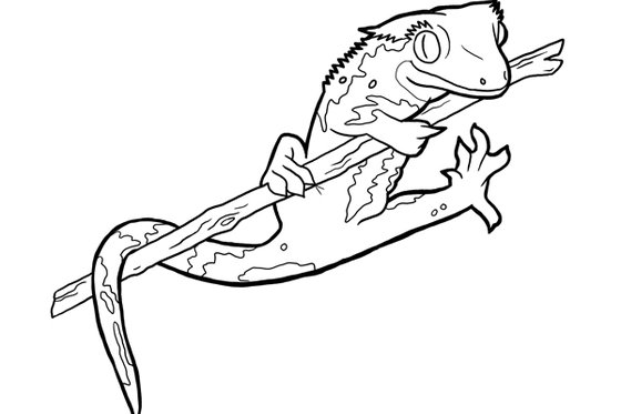 Black and white outlined image of a crested gecko on a branch. 
