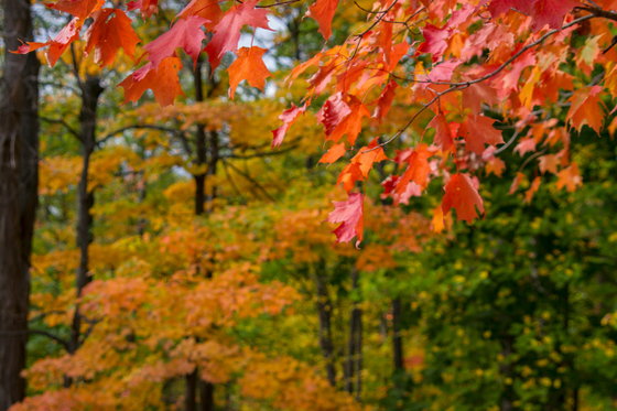 Tree with red leaves in the foreground in focus and trees with yellow and green leaves blured in the background. 