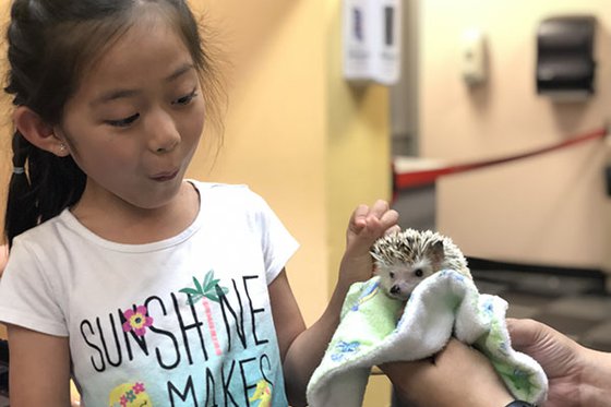 Child looking at a hedgehog being held.