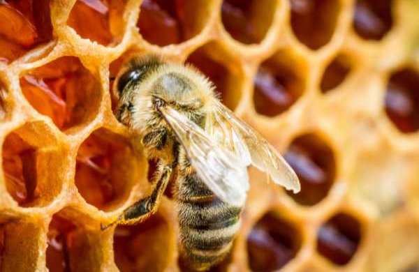 A close up of a bee on a bee hive. 