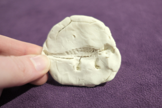 Clay 'fossil' of a dinosaur. 