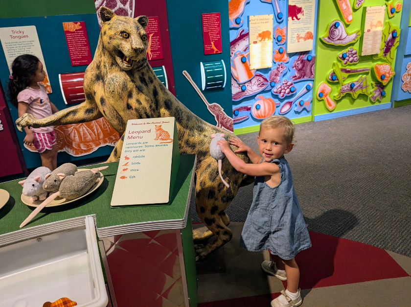 A toddler holding a plush rat standing in fromt of a cheetah statue in the Feasts for Beasts exhibit. 