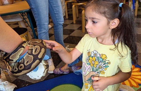 A child petting a ball python wraped around an arm of a LICM staff member. 