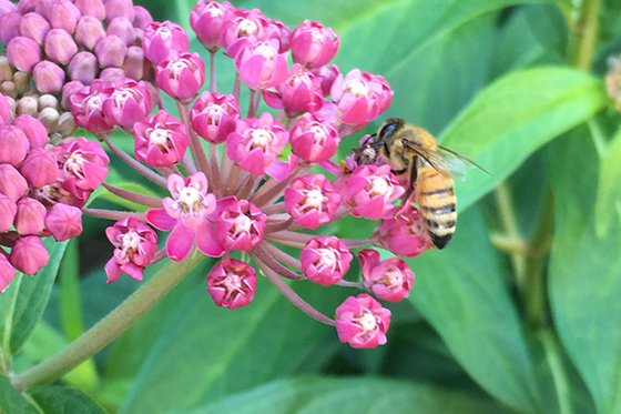 A honeybee on a pink milkweed flower.