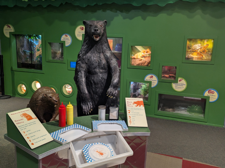 Black bear behind a diner style table. Boxes of live animal enclosures inside a green wall are in the background.