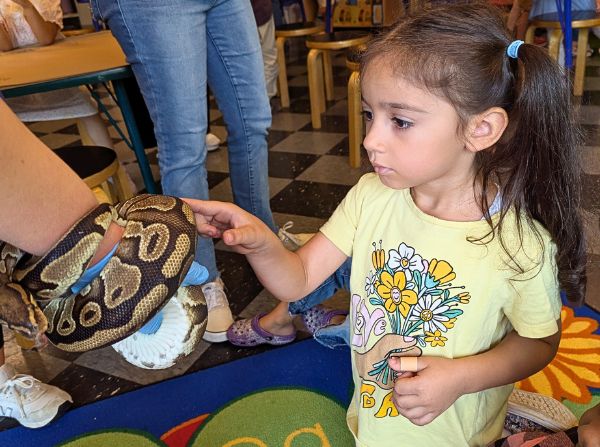 A child petting a ball python wraped around an arm of a LICM staff member.