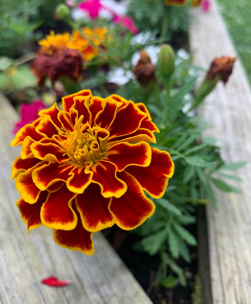 Marigold flower and plant with other marigolds in the background.