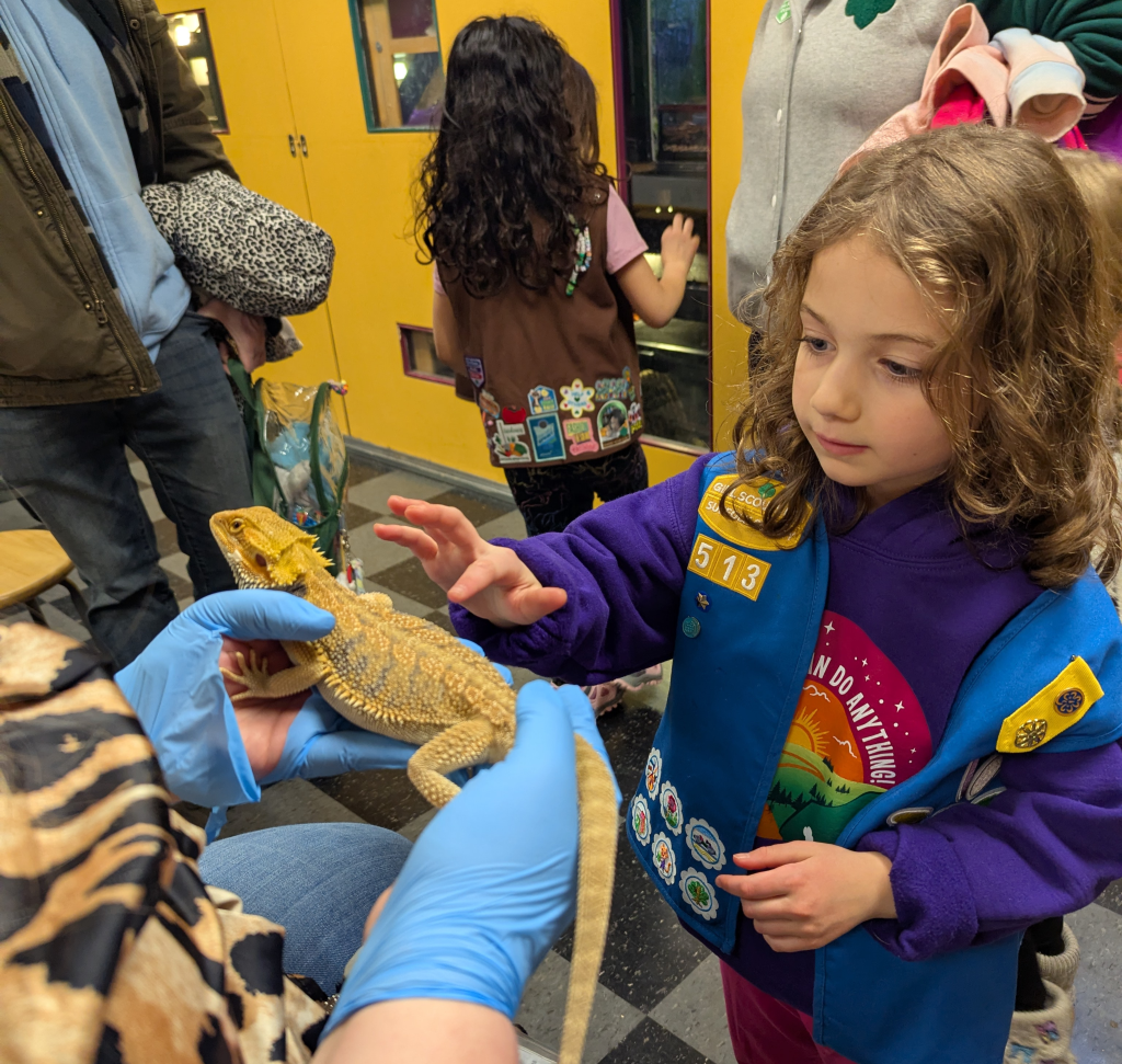 Child in blue Scout vest pets bearded dragon held by a woman with blue latex gloves.